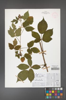 Rubus apricus [KOR 52075]