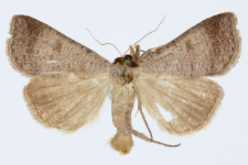 Lygephila viciae
