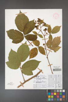 Rubus apricus [KOR 51971]