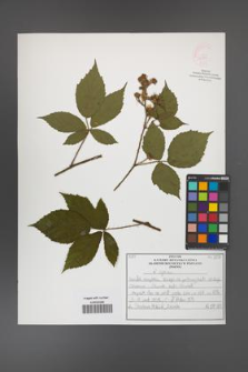 Rubus apricus [KOR 52597]