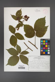 Rubus apricus [KOR 52598]