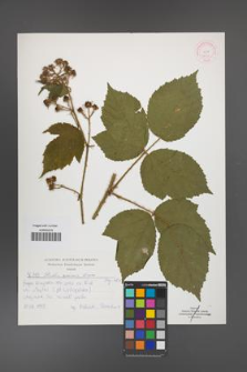Rubus apricus [KOR 52122]