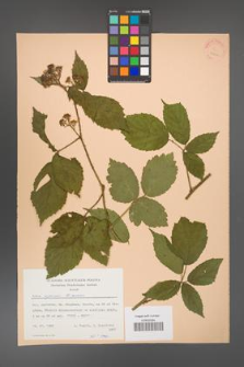 Rubus apricus [KOR 22869]