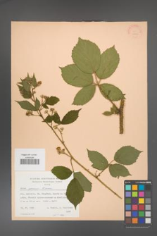 Rubus apricus [KOR 22866]