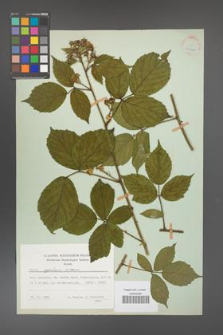Rubus apricus [KOR 25680]
