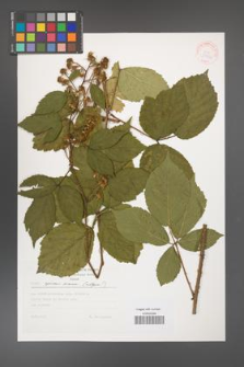 Rubus apricus [KOR 30562]
