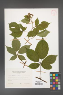 Rubus apricus [KOR 27971]