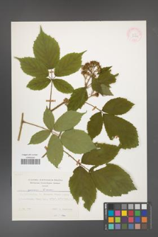 Rubus apricus [KOR 31164]