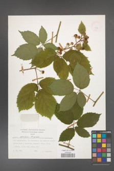 Rubus apricus [KOR 24891]