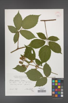 Rubus apricus [KOR 39093]
