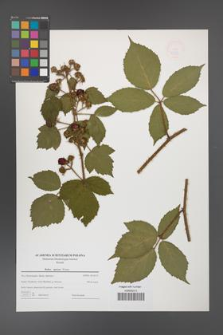Rubus apricus [KOR 49128]