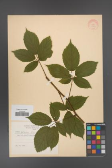Rubus apricus [KOR 8776]