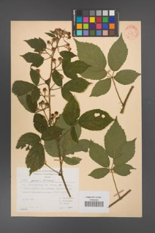Rubus apricus [KOR 31163]