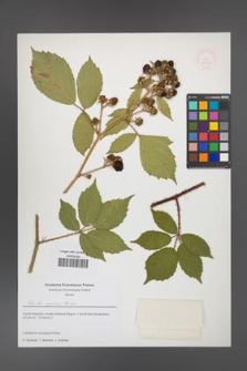Rubus apricus [KOR 51633]