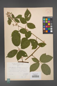 Rubus apricus [KOR 27986]