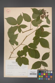 Rubus apricus [KOR 53804]