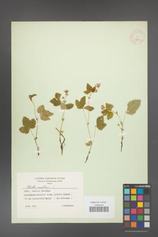 Rubus arcticus [KOR 18474]