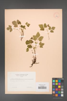 Rubus arcticus [KOR 18476]