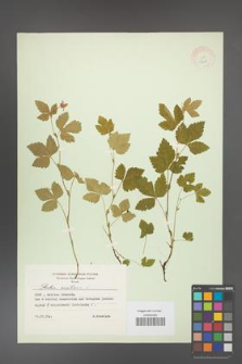 Rubus arcticus [KOR 18473]