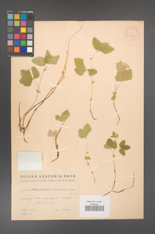 Rubus arcticus [KOR 18471]