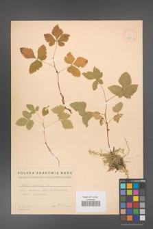 Rubus arcticus [KOR 18475]