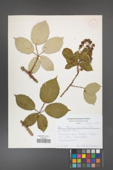 Rubus armeniacus [KOR 52610]