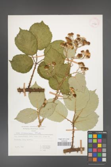 Rubus armeniacus [KOR 29924]