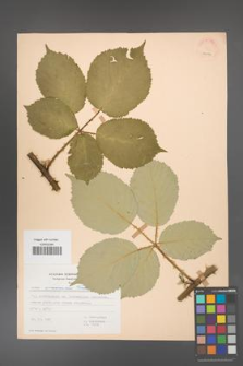 Rubus armeniacus [KOR 22874]