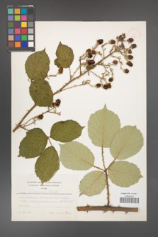 Rubus armeniacus [KOR 24796]