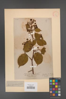 Rubus apiculatus [KOR 18469]