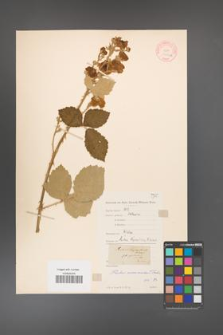 Rubus armeniacus [KOR 10561a]