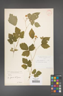 Rubus caesius [KOR 31039]