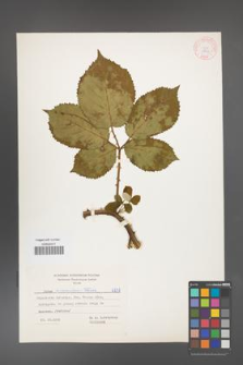 Rubus armeniacus [KOR 6731]