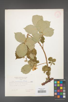 Rubus armeniacus [KOR 10562]