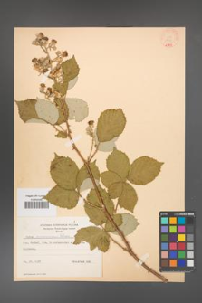 Rubus armeniacus [KOR 8729]
