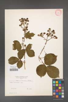 Rubus armeniacus [KOR 10570]
