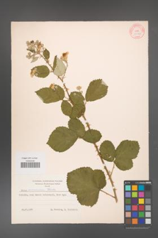 Rubus armeniacus [KOR 10561]