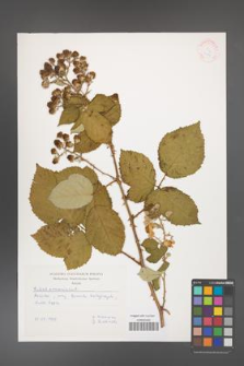 Rubus armeniacus [KOR 7186]