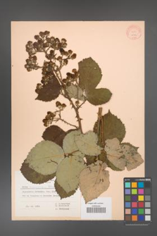 Rubus armeniacus [KOR 6977]