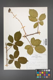 Rubus armeniacus [KOR 50473]