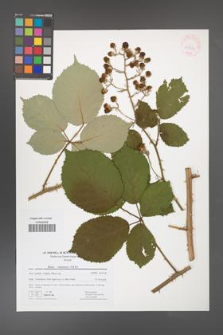 Rubus armeniacus [KOR 41750]
