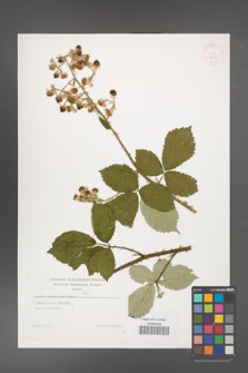 Rubus armeniacus [KOR 32251]