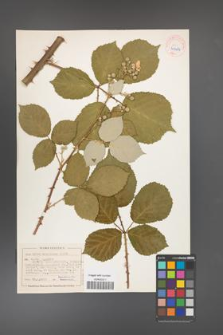 Rubus armeniacus [KOR 40484]