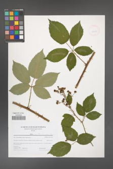 Rubus austroslovacus [KOR 44623]