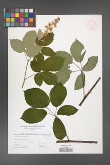 Rubus austroslovacus [KOR 44435]