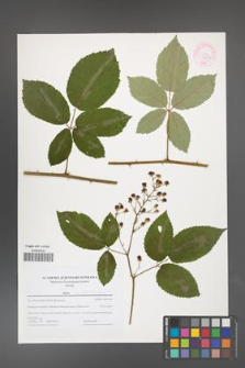 Rubus austroslovacus [KOR 44624]