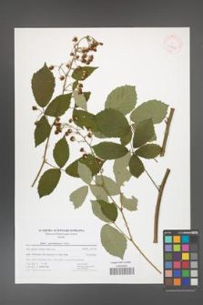 Rubus austroslovacus [KOR 41748]