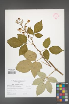 Rubus austroslovacus [KOR 44617]