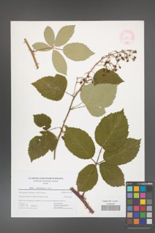 Rubus austroslovacus [KOR 44460]
