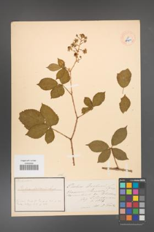 Rubus arrhenii [KOR 18487]